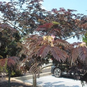 Albízia čokoládová (Albizia julibrissin) ´SUMMER CHOCOLATE´ - výška 300-330cm, obvod kmeňa 18/20 cm, kont. C150L